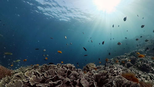 Tropical colourful underwater seascape. tropical fishes and coral reef underwater. 