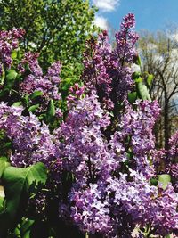 Pink flowers blooming on tree