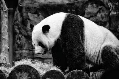 Side view of panda on wood in zoo