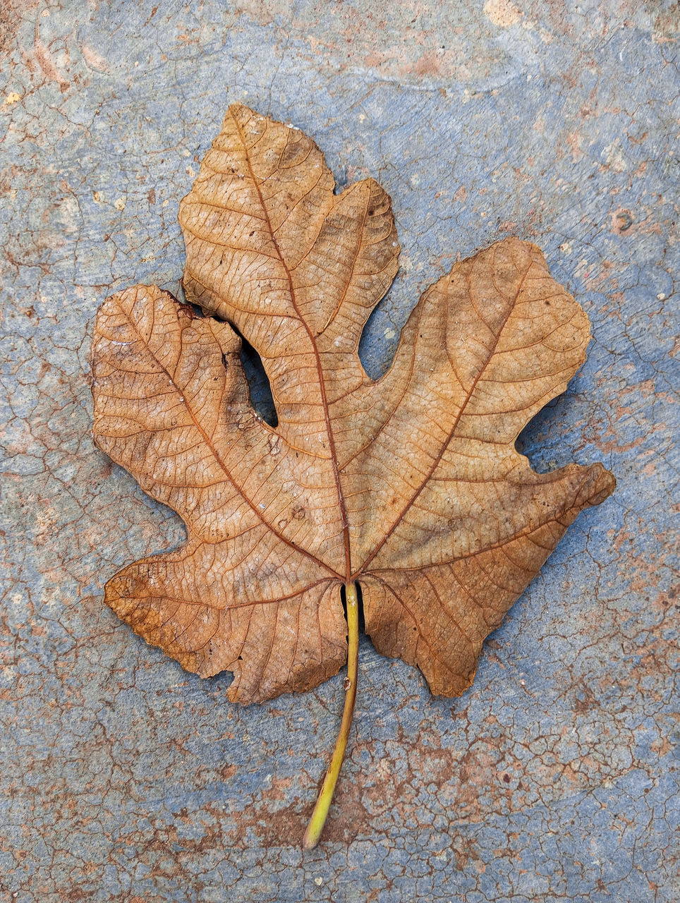 leaf, plant part, autumn, tree, leaf vein, maple leaf, dry, plant, no people, nature, high angle view, close-up, branch, directly above, day, brown, pattern, fragility, outdoors, textured, beauty in nature, falling, leaves