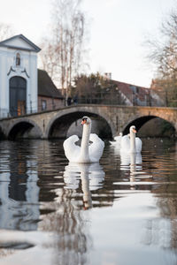 Ducks swimming in lake