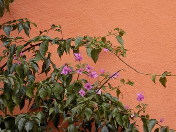 Flowers blooming outdoors