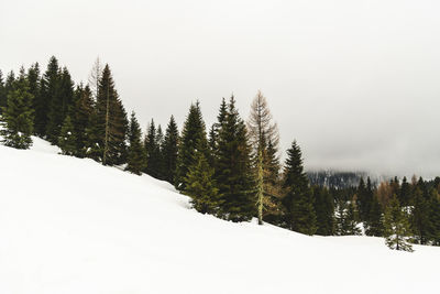 Trees on snow covered mountain against sky