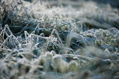 Close-up of snow on field