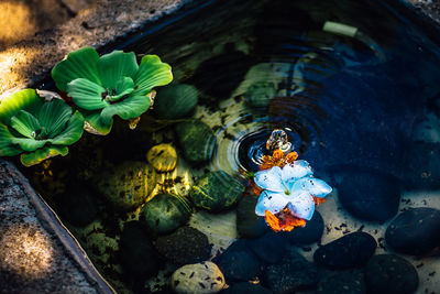 High angle view of flowers in water