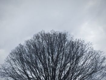 Low angle view of bare tree against sky