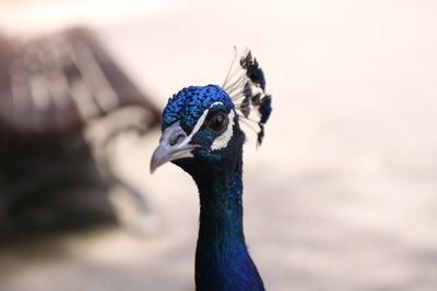 Close-up of a peacock