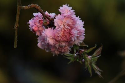 Close-up of pink flowers