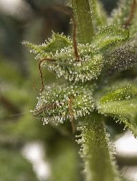 Close-up of wet plant leaves during winter