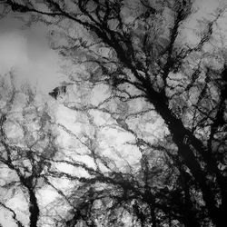 Low angle view of tree against sky