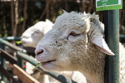 Close-up of a sheep