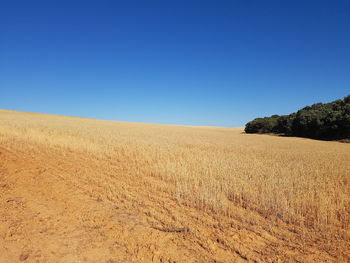 Scenic view of field against clear blue sky