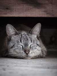 Close-up of a cat sleeping