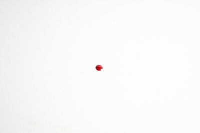 High angle view of red berries on white background