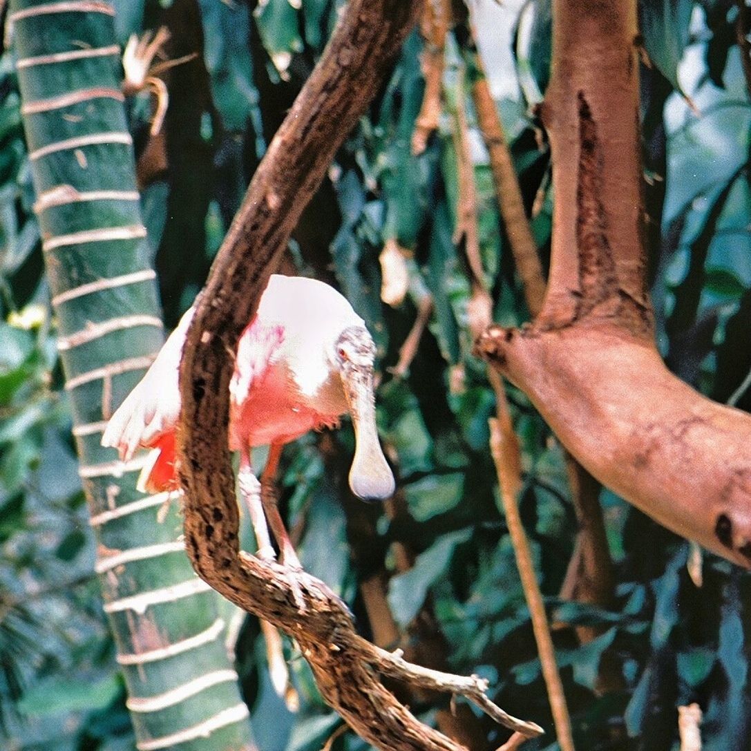 animal themes, animals in the wild, bird, one animal, wildlife, branch, tree, focus on foreground, perching, close-up, nature, tree trunk, beak, outdoors, day, parrot, no people, wood - material, forest, beauty in nature