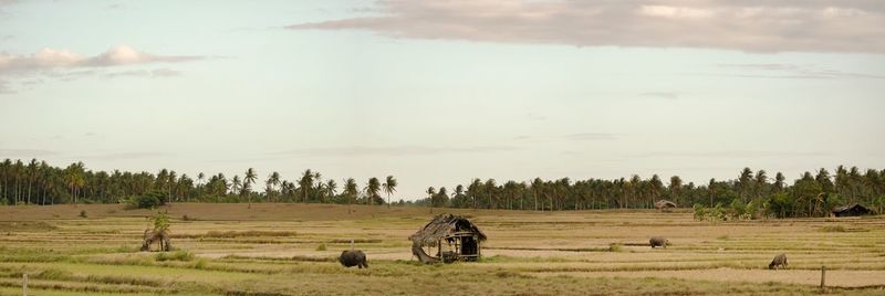 Hay bales in a field