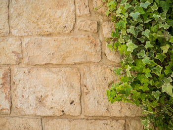 Close-up of stone wall with ivy plant