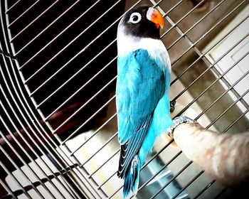 Close-up of parrot in cage