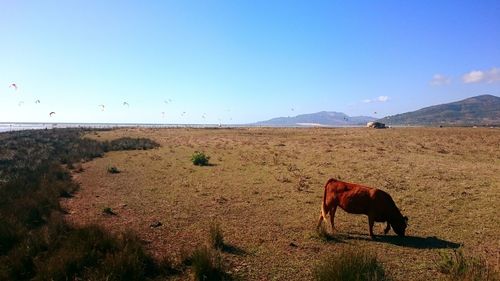 Horses standing on landscape against clear sky