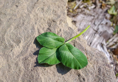 High angle view of plant leaves on land