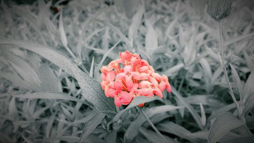 Close-up of red flower