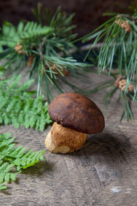 Close-up of mushrooms growing on tree