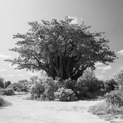 Trees on field against sky