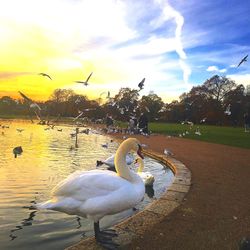 Close-up of swan by lake against sky