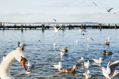 Birds swimming in lake against sky