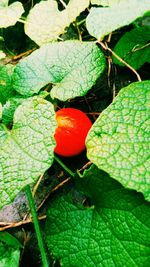 Close-up of red leaves