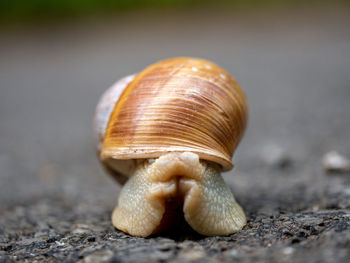 Close-up of snail