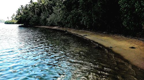 Plants growing by river in forest against sky