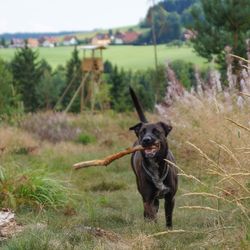 Dog running on field