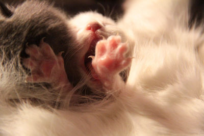 Close-up of cat relaxing