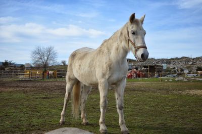 Horse standing on field against sky