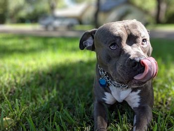 Dog looking away while sticking out tongue on grass