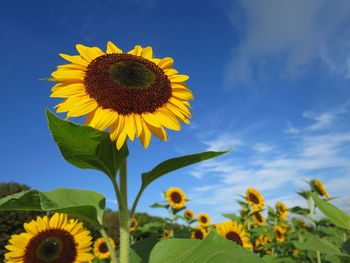 Low angle view of sunflower field against blue sky