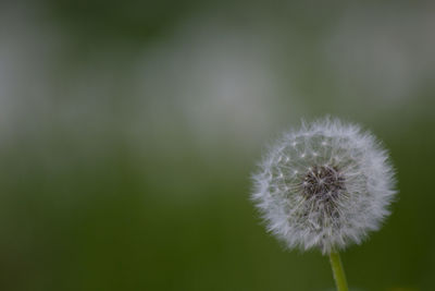 Close-up of dandelion on plant