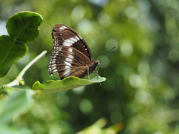 Close-up of butterfly on leaf