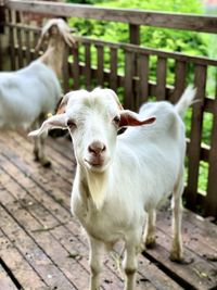 Friendly goat posing at the camera, dongping national forest park.