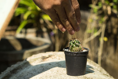 Close-up of person watering potted plant