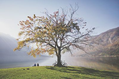 Tree by lake against sky