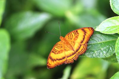 Close-up of butterfly on leaf