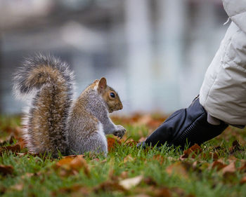 Low section of squirrel on field