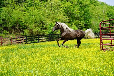 Horse running in oilseed rape field