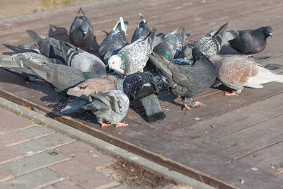 Doves flock on street . feeding of urban birds