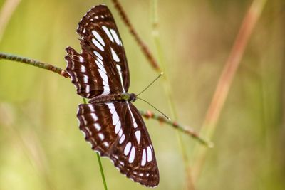 Close-up of butterfly