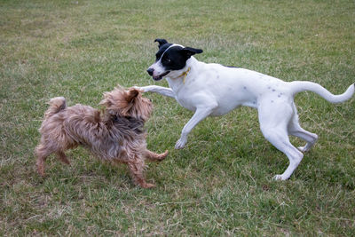 Two dogs playing on field