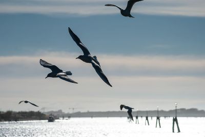 Seagulls flying over sea against sky