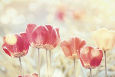 Close-up of pink tulips blooming in park